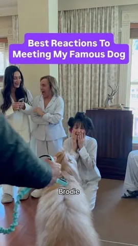 brodiethatdood Instagram post about Public reactions to dog