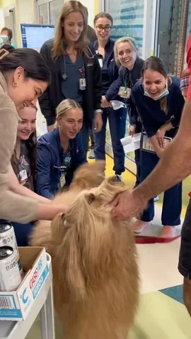 brodiethatdood Instagram post about Therapy dog work