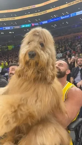brodiethatdood Instagram post about Dog entertainment