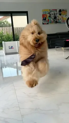 brodiethatdood Instagram post about Dog fashion
