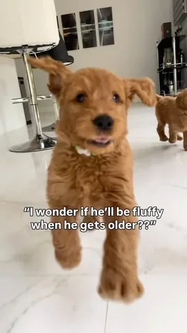 brodiethatdood Instagram post about Dog growth
