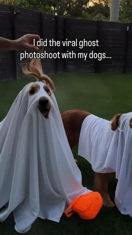 brodiethatdood Instagram post about Dog costume