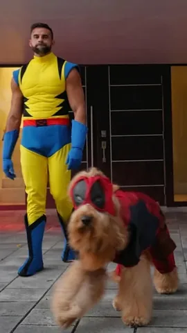 Brodie The Goldendoodle Instagram post thumbnail