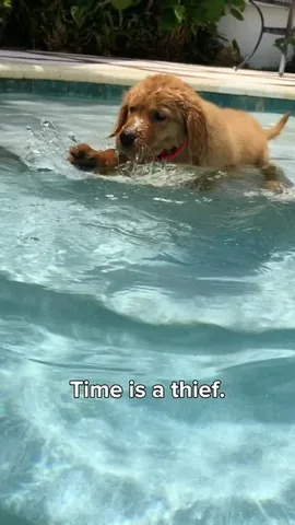 Brodie The Goldendoodle Instagram post thumbnail