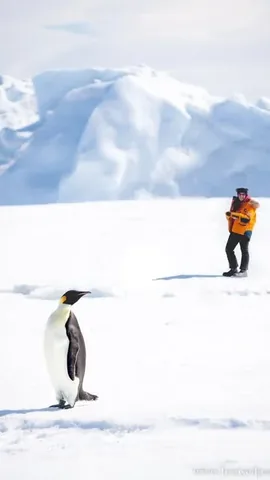 bruisedpassports Instagram post about Antarctica travel experience