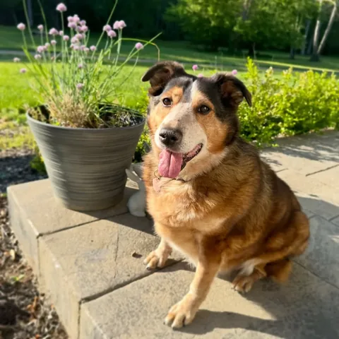 brussels.sprout Instagram post about Dog weight loss