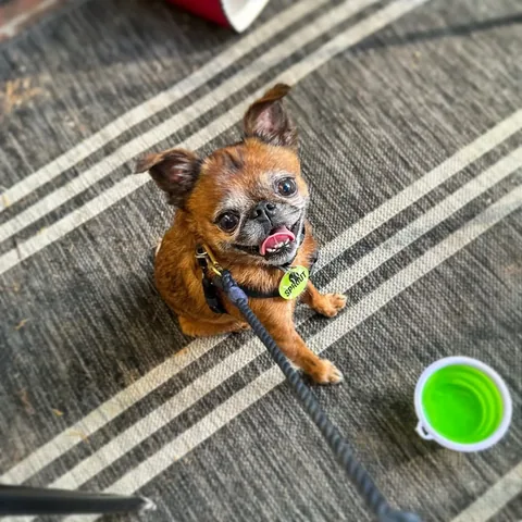 brussels.sprout Instagram post about Pet moment