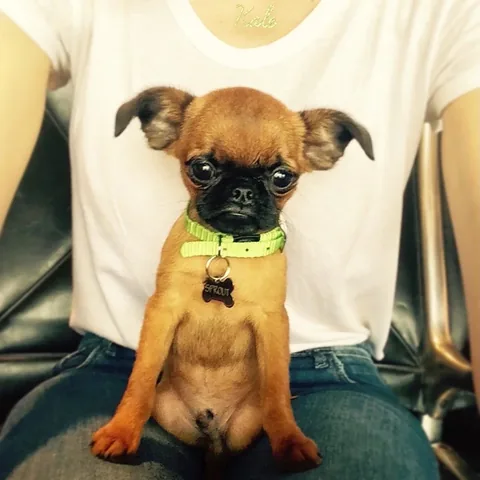 brussels.sprout Instagram post about Pet adoption anniversary