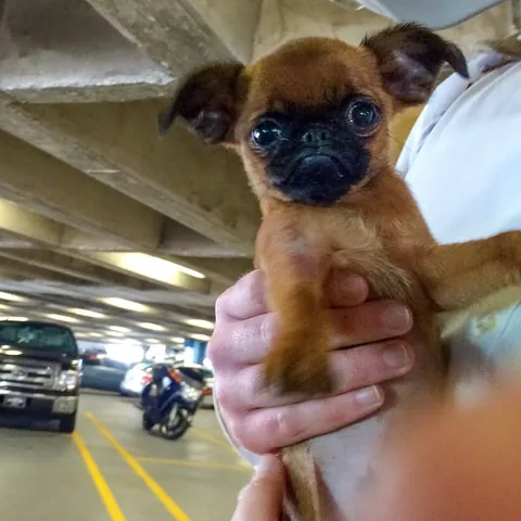 brussels.sprout Instagram post about Pet adoption anniversary