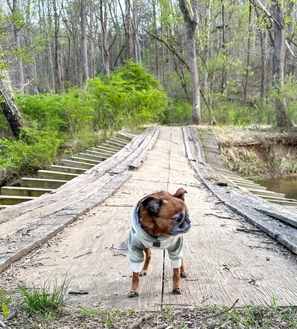 brussels.sprout Instagram post about Dog walks