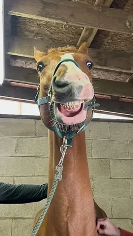 brussels.sprout Instagram post about Equine veterinary care