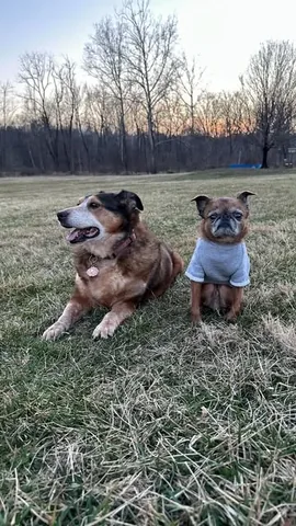 brussels.sprout Instagram post about Dog race