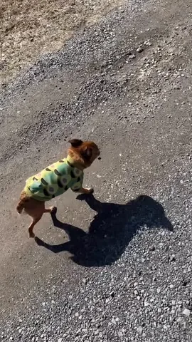 brussels.sprout Instagram post about Dog walk