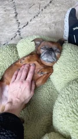 brussels.sprout Instagram post about Pet companionship