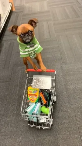 brussels.sprout Instagram post about Back to school pet content