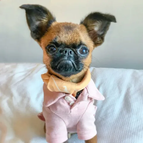 brussels.sprout Instagram post about Pet fashion