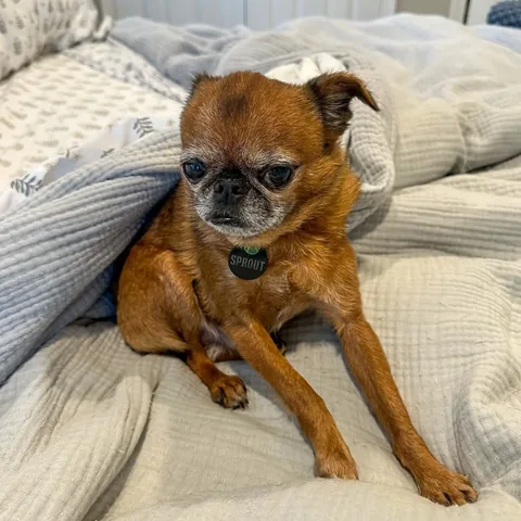 brussels.sprout Instagram post about Dog behavior