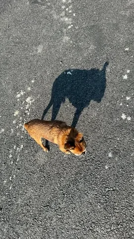 brussels.sprout Instagram post about Pet humor