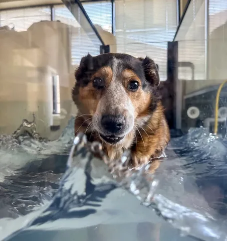 brussels.sprout Instagram post about Dog health journey