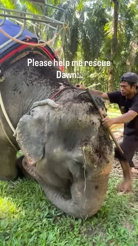 calumvonmoger Instagram post about Elephant rescue