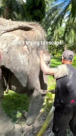 calumvonmoger Instagram post about Elephant rescue