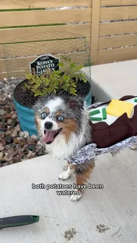 chaoswithkoda Instagram post about Dog garden activity