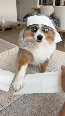 chaoswithkoda Instagram post about Dog humor