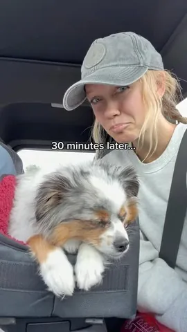 chaoswithkoda Instagram post about Pet calming products