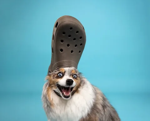 chaoswithkoda Instagram post about Pet photography