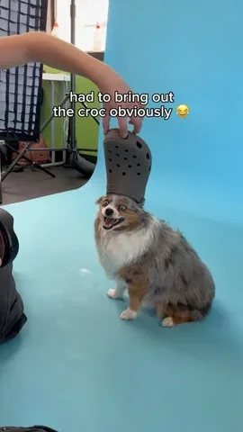chaoswithkoda Instagram post about Pet photography