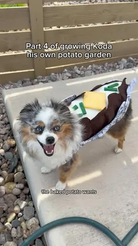 chaoswithkoda Instagram post about Dog garden activity
