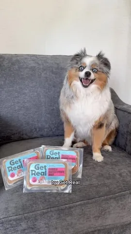 chaoswithkoda Instagram post about Fresh dog food