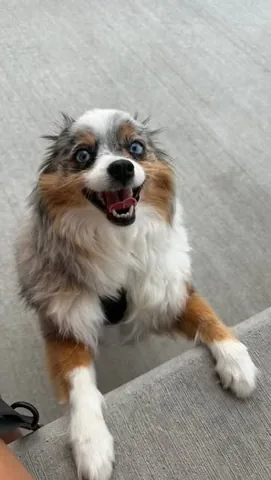 chaoswithkoda Instagram post about Dog affection
