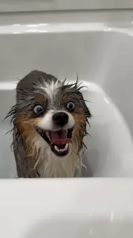 chaoswithkoda Instagram post about Dog bathing