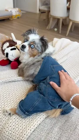 chaoswithkoda Instagram post about Dog fashion