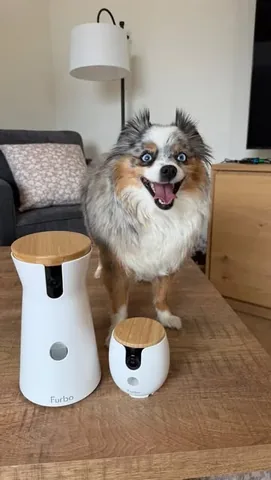 chaoswithkoda Instagram post about Pet monitoring technology