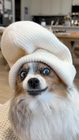 chaoswithkoda Instagram post about Dog humor
