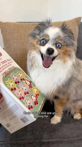 chaoswithkoda Instagram post about Dog toys
