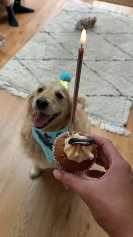 charltaylor Instagram post about Dog birthday