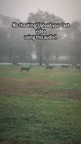 chasing_emma Instagram post about Florida wildlife