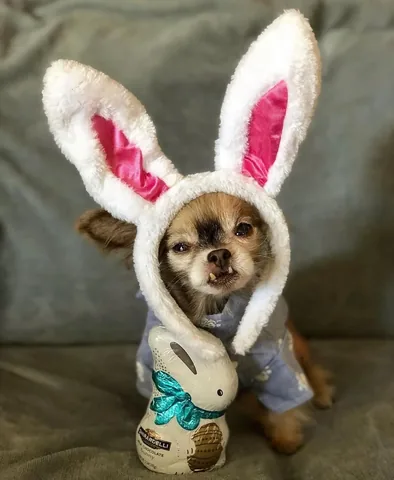 chewiethechi Instagram post about Chewie and Easter