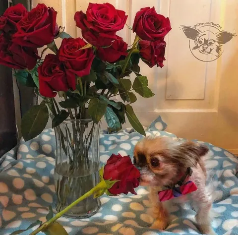 chewiethechi Instagram post about Affection