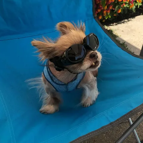 chewiethechi Instagram post about Affection