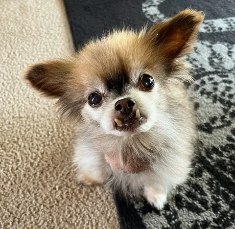 chewiethechi Instagram post about Pet loss and remembrance
