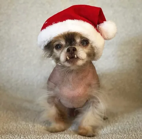 chewiethechi Instagram post about Christmas and holiday greeting