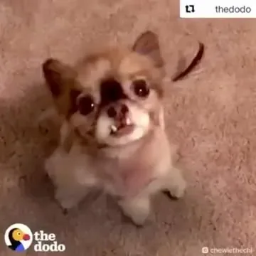 chewiethechi Instagram post about Remembrance of Chewie