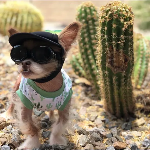 chewiethechi Instagram post about Affection
