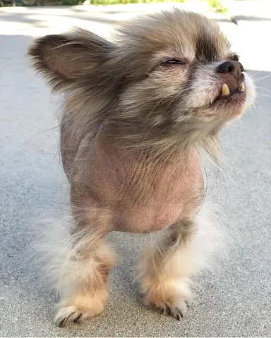chewiethechi Instagram post about Remembrance of Chewie