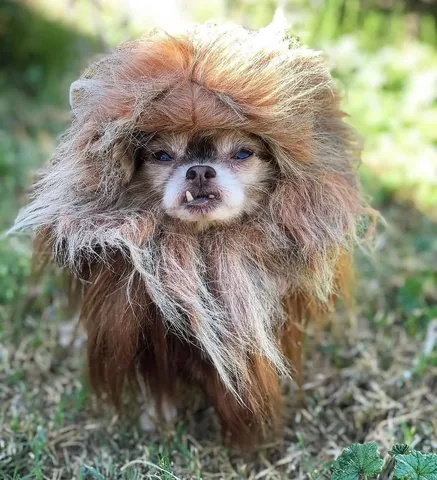chewiethechi Instagram post about Halloween