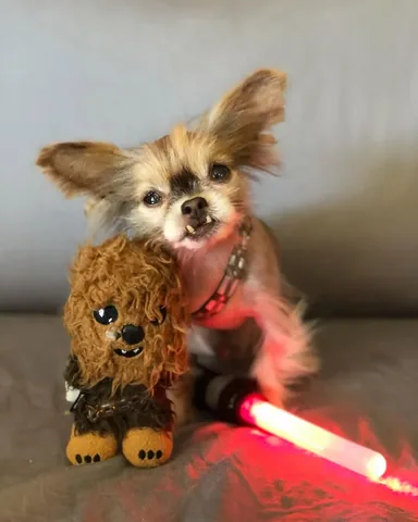chewiethechi Instagram post about Pet remembrance